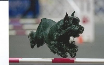SSCSC Sponsored Agility Trial